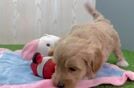 Adorable Malt Oodle Poodle Mix Puppy