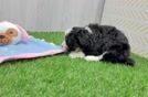 Smart Mini Bernedoodle Poodle Mix Pup