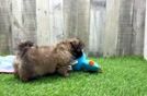 Best Shih Tzu Baby