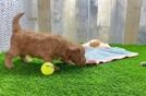 Mini Goldendoodle Pup Being Cute