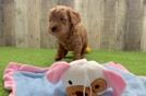 Mini Goldendoodle Pup Being Cute
