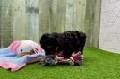 Meet Krista - our Yorkie Poo Puppy Video