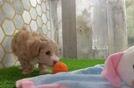 Best Maltipoo Baby