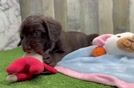 Mini Labradoodle Puppy for Adoption