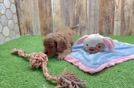 Cavapoo Pup Being Cute