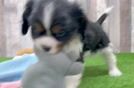 Best Cavalier King Charles Spaniel Baby