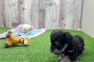 Mini Schnoodle Puppy for Adoption