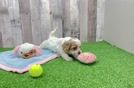 Cavachon Puppy for Adoption