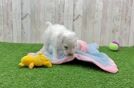 Adorable Multipoo Poodle Mix Puppy