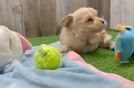 Maltipoo Pup Being Cute