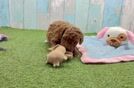 Best Cavapoo Baby