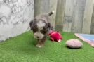 Meet Dillon - our Mini Bernedoodle Puppy Video