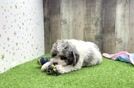 Energetic Pooodle Purebred Puppy