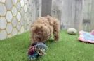 Best Maltipoo Baby
