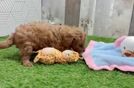 Little Cavipoo Poodle Mix Puppy