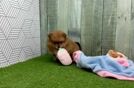 Pomeranian Pup Being Cute