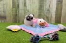Smart Shih Pom Designer Pup