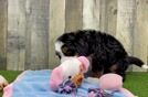 Energetic Mini Bernadoodle Poodle Mix Puppy
