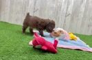 Playful Poodle Baby