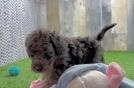 Best Cockapoo Baby