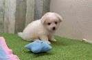 Funny Pomachon Designer Pup