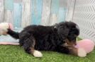 Happy Mini Bernedoodle Baby