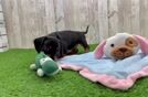 Best Dachshund Baby