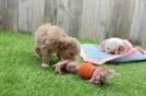 Playful Maltese Poodle Poodle Mix Puppy