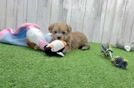 Morkie Pup Being Cute