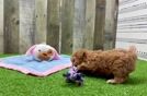 Best Maltipoo Baby