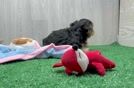 Yorkie Poo Puppy for Adoption