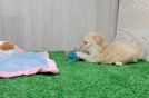 Meet Raisin - our Maltipoo Puppy Video