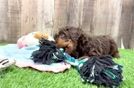 Best Mini Aussiedoodle Baby