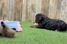 Happy Cavapoo Baby