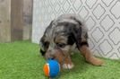 Best Mini Aussiedoodle Baby