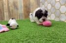 Meet Bean - our Havanese Puppy Video