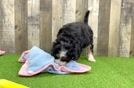 Cute Mini Bernedoodle Baby