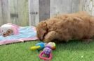 Cute Cavapoo Baby
