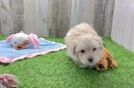 Maltipoo Pup Being Cute