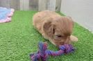 Cute Cavapoo Baby