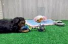 Smart Yorkie Poo Poodle Mix Pup