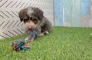 Playful Mini Bernepoo Poodle Mix Puppy