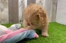 Cavapoo Pup Being Cute