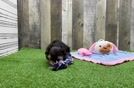 Morkie Pup Being Cute