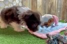 Meet Tasi - our Havanese Puppy Video
