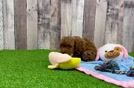Friendly Poodle Baby