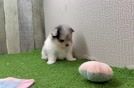 Sweet Maltipom Baby