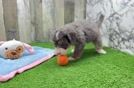 Playful Mini Bernese Poodle Poodle Mix Puppy