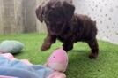 Popular Poodle Baby