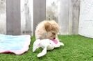 Happy Maltipoo Baby